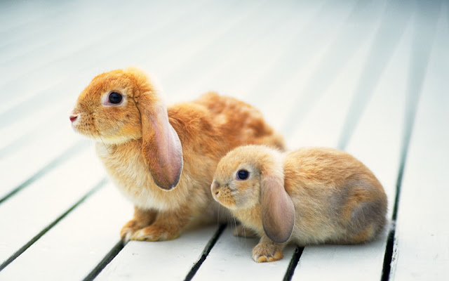 Cute Rabbits HD Wallpaper Free Download