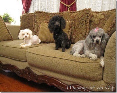 Navi, Teddy, and Baby