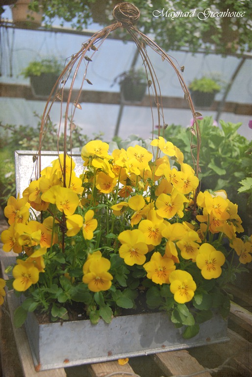 yellow viola
