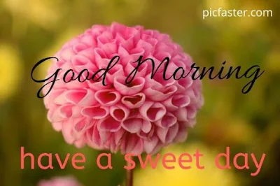 Good Morning Flower Images Free Download