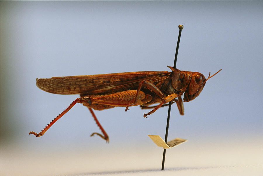 Rocky Mountain locust