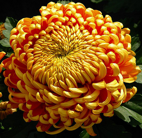 flowers: The Best Chrysanthemum Planting Guides