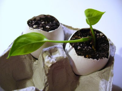 Eggshell Planter