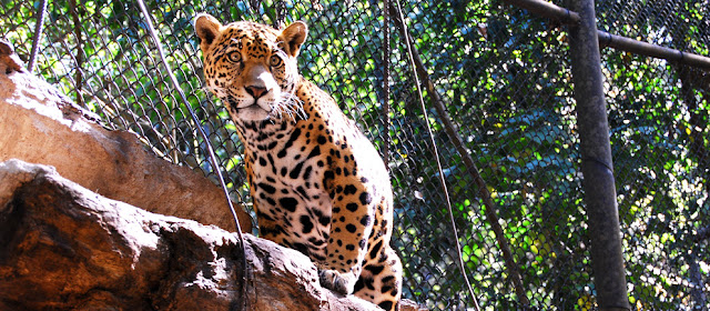 Visita Zoológico Zoomat Chiapas