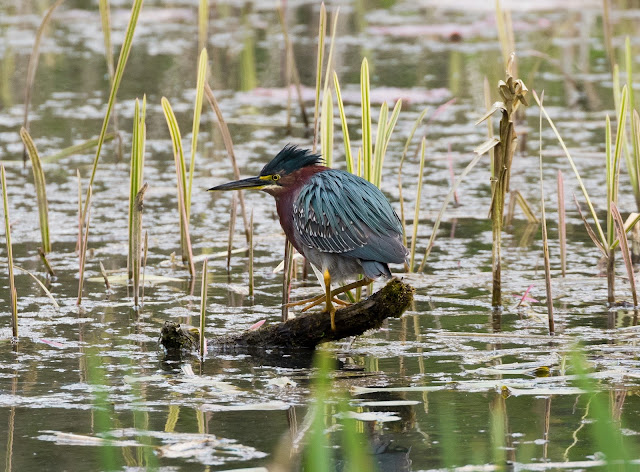 Green Heron - Llan-mill, Pembrokeshire