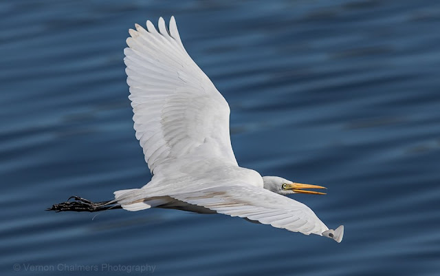 Great egret low flying over the Diep River, Woodbridge Island - Image Copyright Vernon Chalmers