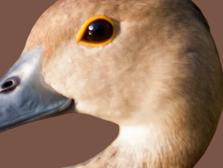 Lesser Whistling Duck Male vs. Female