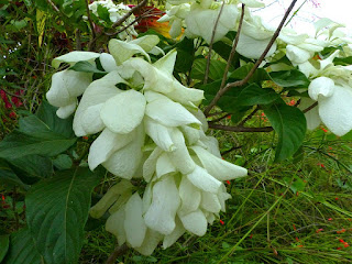 Mussaenda blanc - Mussaenda philippica