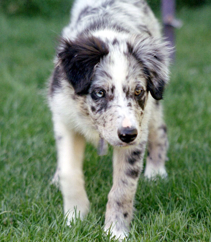 Border Collie.