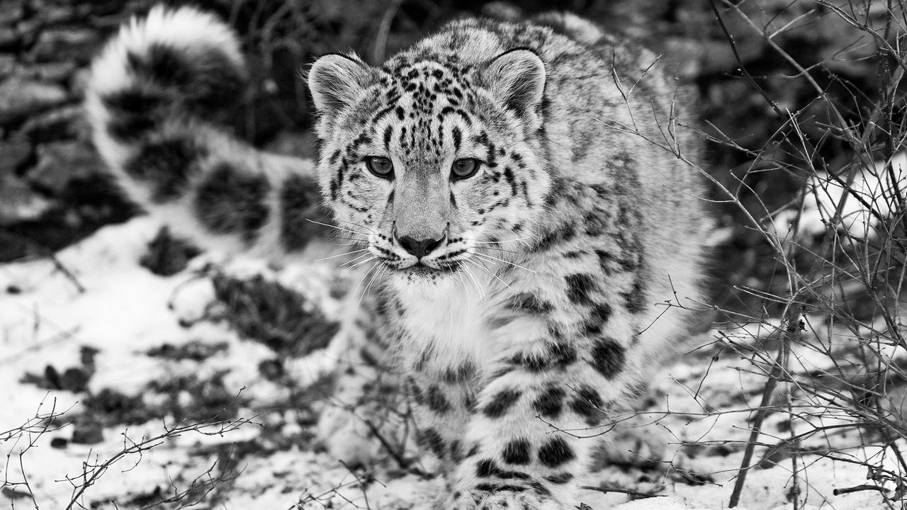 Wallpaper Snow Leopard Snow Hunting Attention Black And White