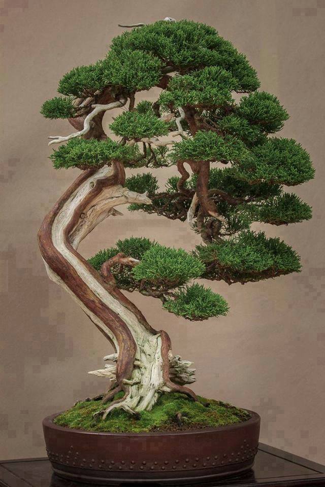 Foto Pohon Bonsai yang Mengagumkan Fakta Info Berita 