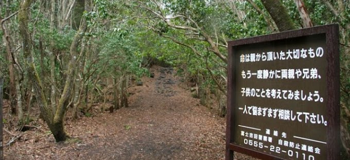 Terlalu Sunyi Dan Seram,Wanita Ini Kongsi Pengalaman Seram, Sebaik Kaki Jejak ‘Hutan Bunuh Diri’ Di Jepun