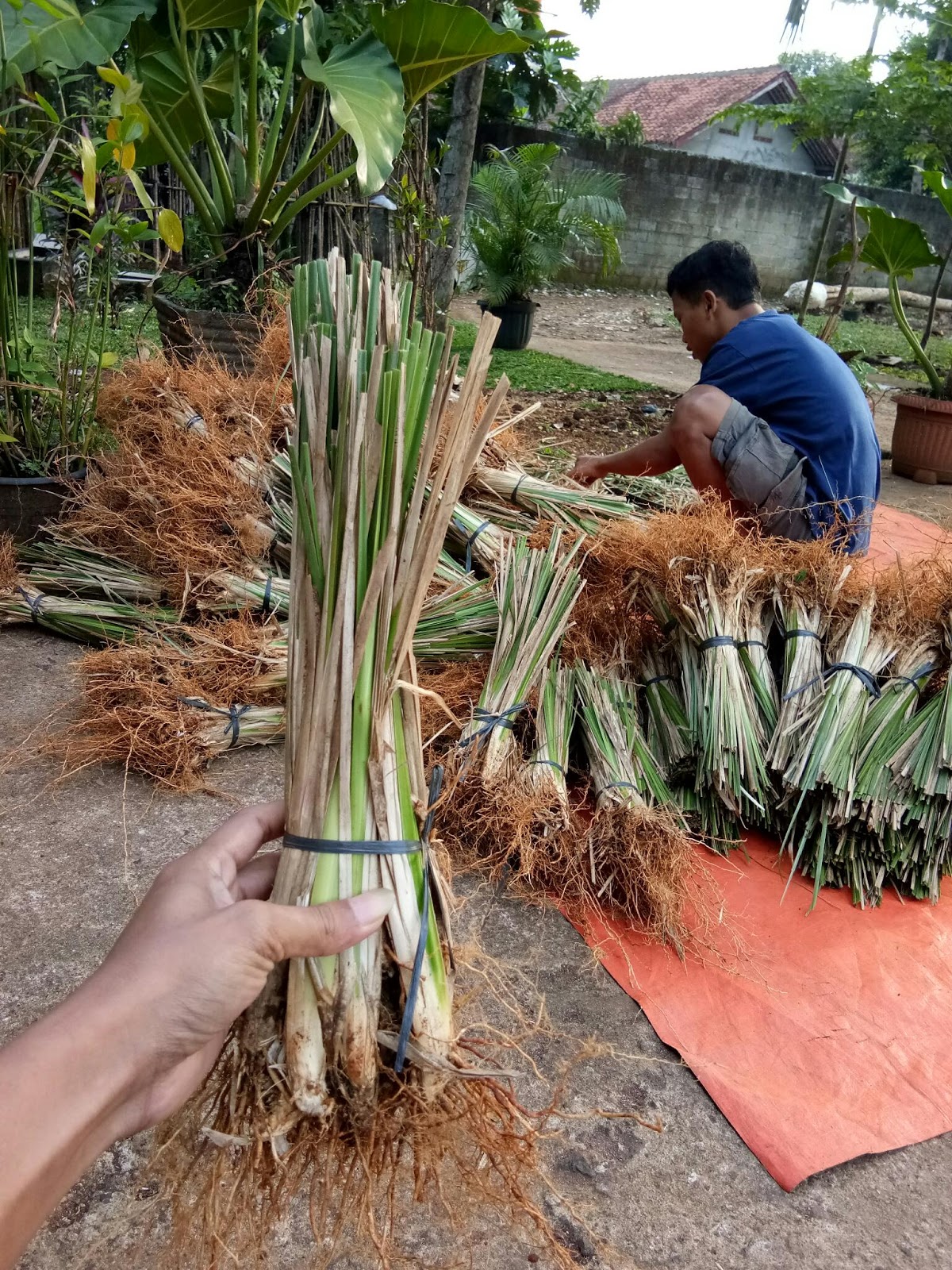 Jual Rumput Vetiver Akar Wangi di Kalimantan Pusat 