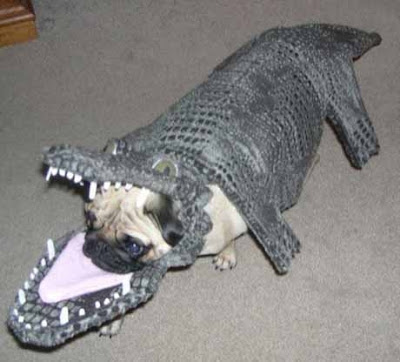 funny pictures of dogs in costumes. Dogs in funny costume - 10