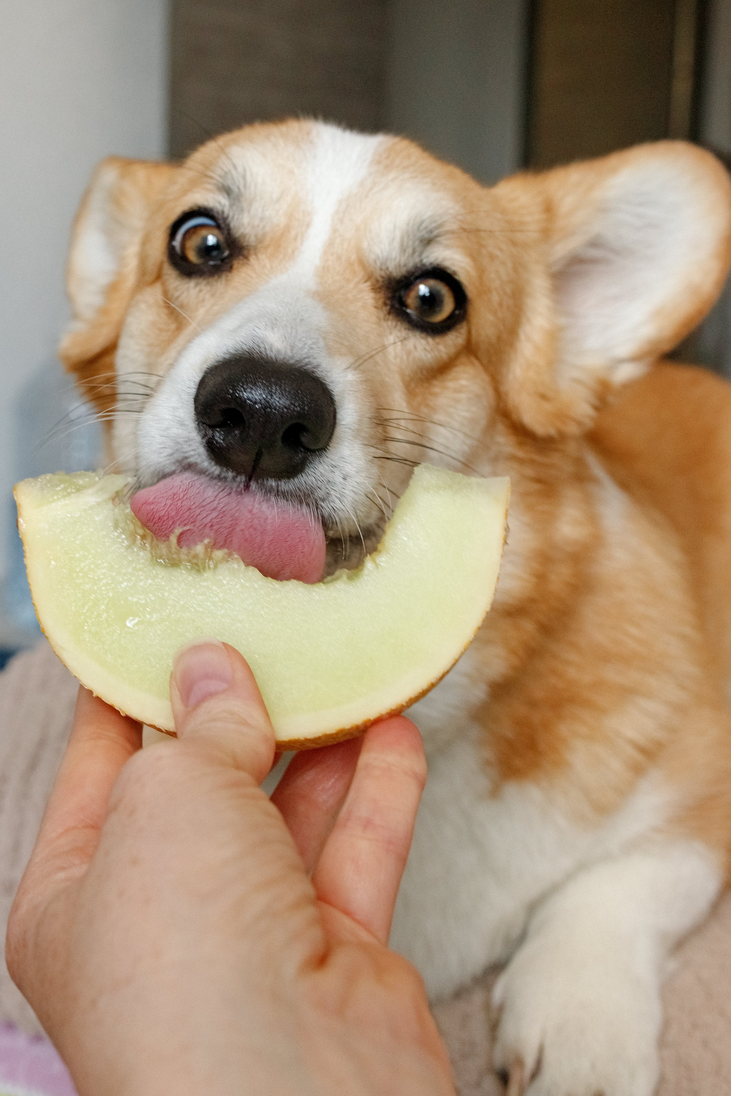 Este adorable perro deleitándose con la frescura de las frutas