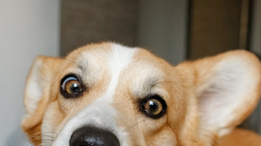 ¿PUEDE TU PERRO COMER FRUTAS Y VERDURAS?