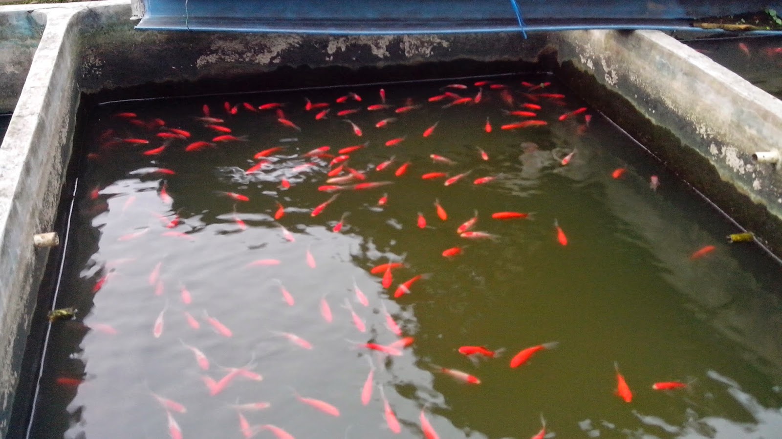 IKAN KONSUMSI IKAN HIAS SUKABUMI Ikan Komet Di Sukabumi