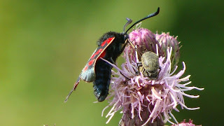 Zygaena (Zygaena) filipendulae DSC42739