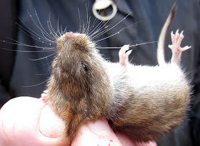 A short-tailed vole being held for a closeup in Jubilee Country Park