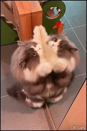 Funny Cat GIF • Happy Happy Happy ️ Kitty is dancing because he's happy! [ok-cats.com]