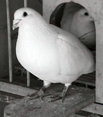 White Flying Homer Pigeon