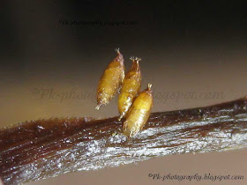 Drosophila Melanogaster Pupa