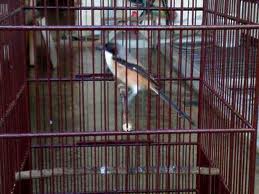 Burung Cendet