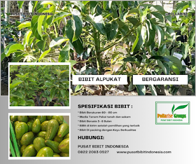 Bibit Alpukat Di Aceh,   Bibit Alpukat Semarang, Harga Bibit Alpukat Super,  Bibit Alpukat Mentega Super,  Bibit Alpukat Di Semarang,  Bibit Alpukat Wina Semarang,  Bibit Alpukat Tanpa Biji Di Malang,  Bibit Alpukat Tanpa Biji,  Bibit Alpukat Tangerang