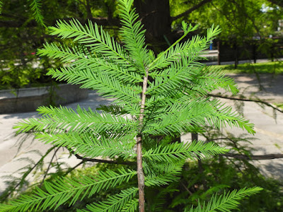 Leaves of Bald Cypress
