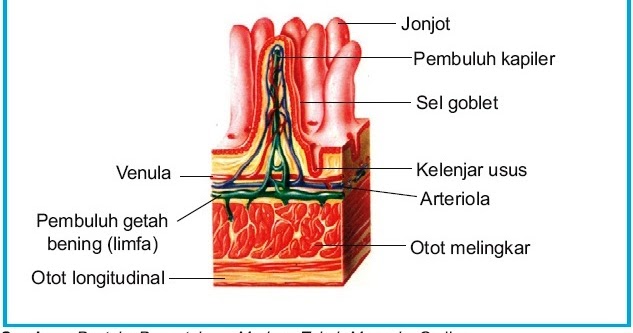 Organ Tubuh Manusia dan Hewan Vertebrata