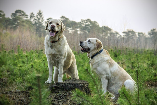 labrador