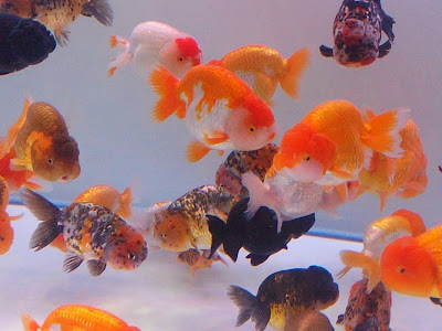 √完了しました！ 金魚 品種改良 194006