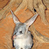 Australia releases rare marsupial bilby into the wild in NSW