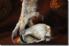 strigidae-owl-talons-michele-bruce-carter