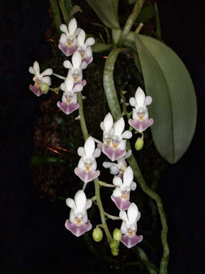 Grow and care Phalaenopsis parishii orchid - Parish's Phalaenopsis