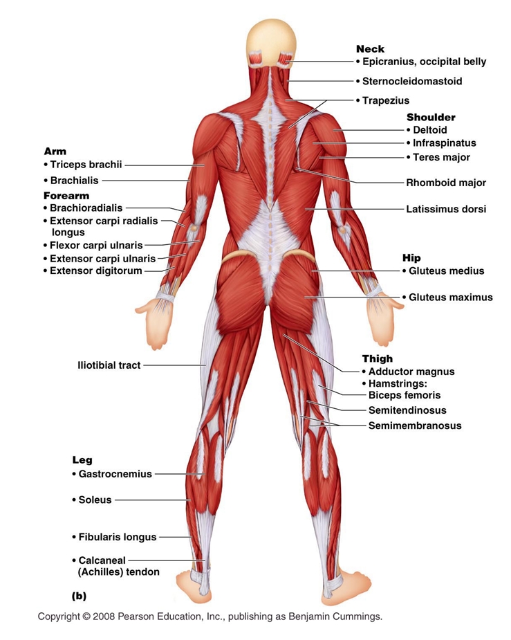 Claye Willcox Athlete Dev.: Muscular/Skeletal Systems + Joints