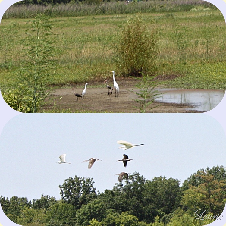 bird mos