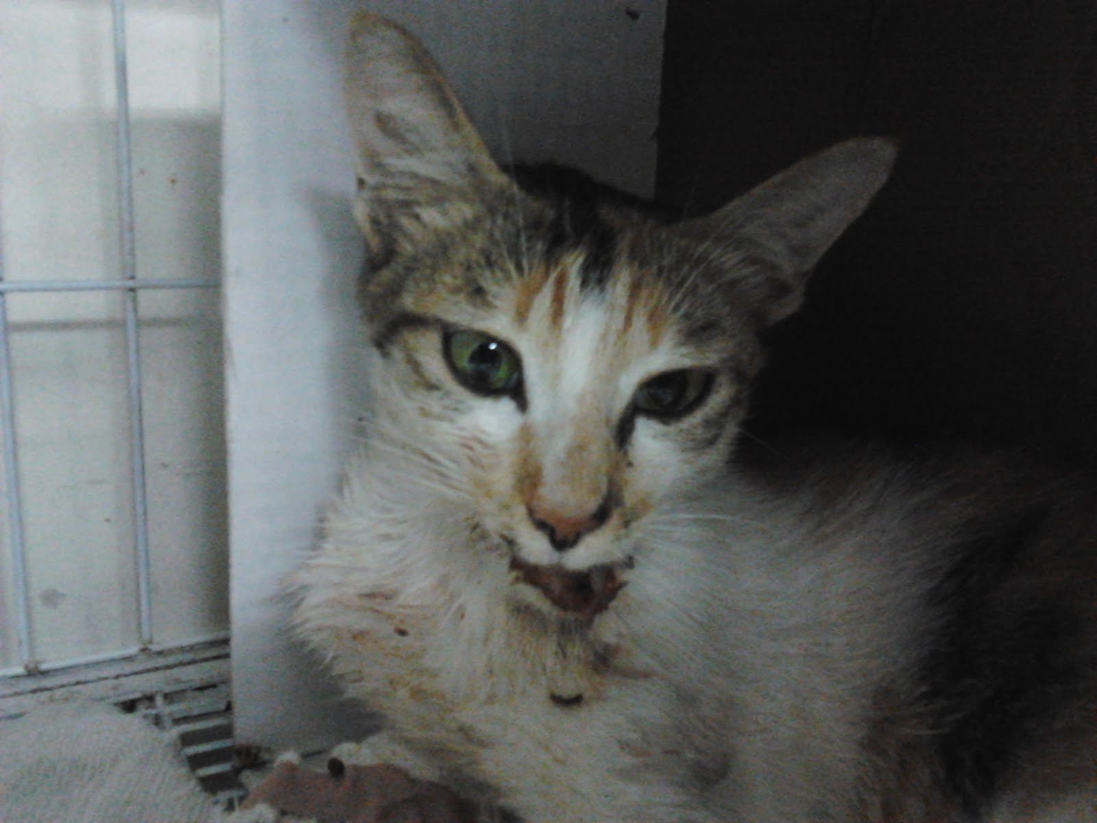 S.C.R.A.T.C.H: Tompok, Kucing Mangsa Langgar (Wazura 