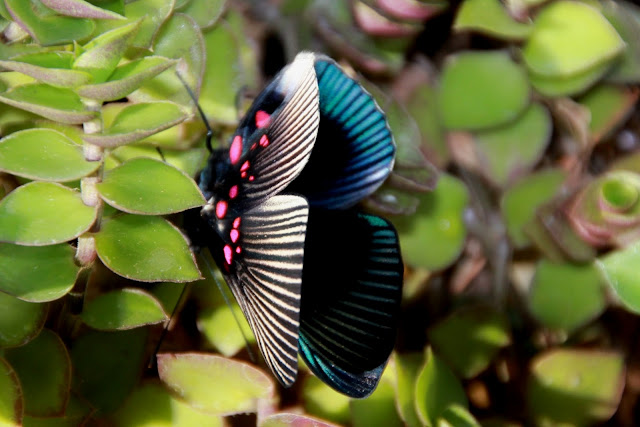 Borboleta azul rara  encontrada no Cerrado.