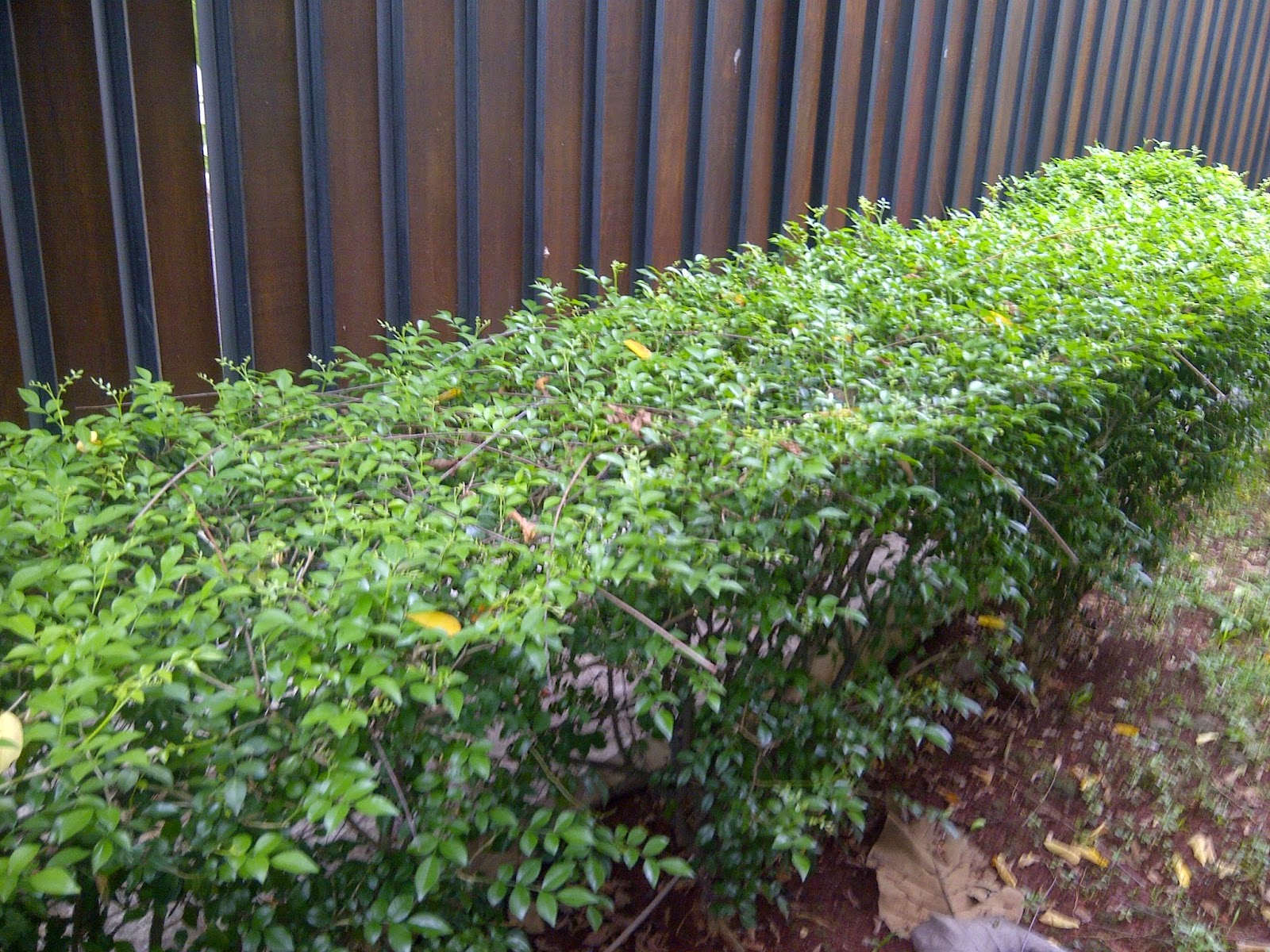  Jenis  tanaman  sebagai pagar dinding  atau partisi 