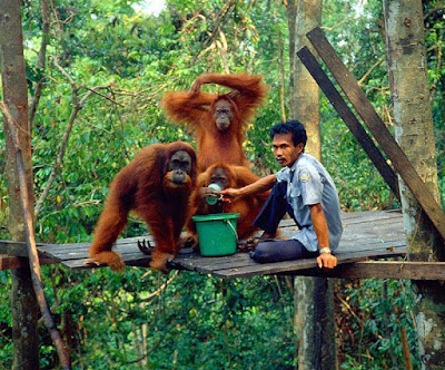 Bukit Lawang