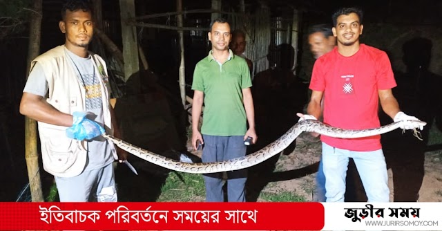 জুড়ীতে ৭ ফুট লম্বা অজগর উদ্ধার; লাঠিটিলা বনে অবমুক্ত