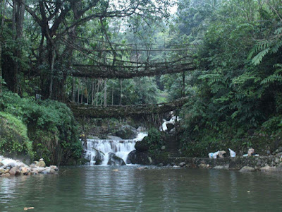 living root bridges india, root bridges in north east india, natural bridges in india, visitng places in meghalaya