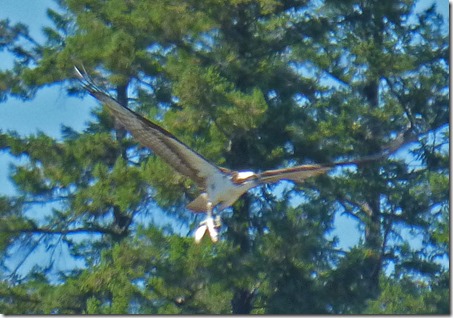 Osprey with fish, Huntley Park