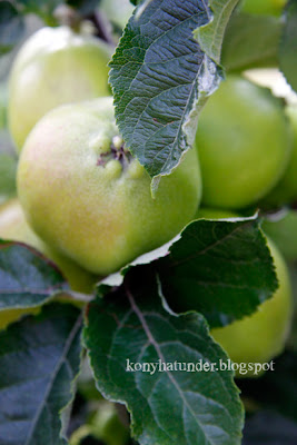 august-in-the-garden-apple