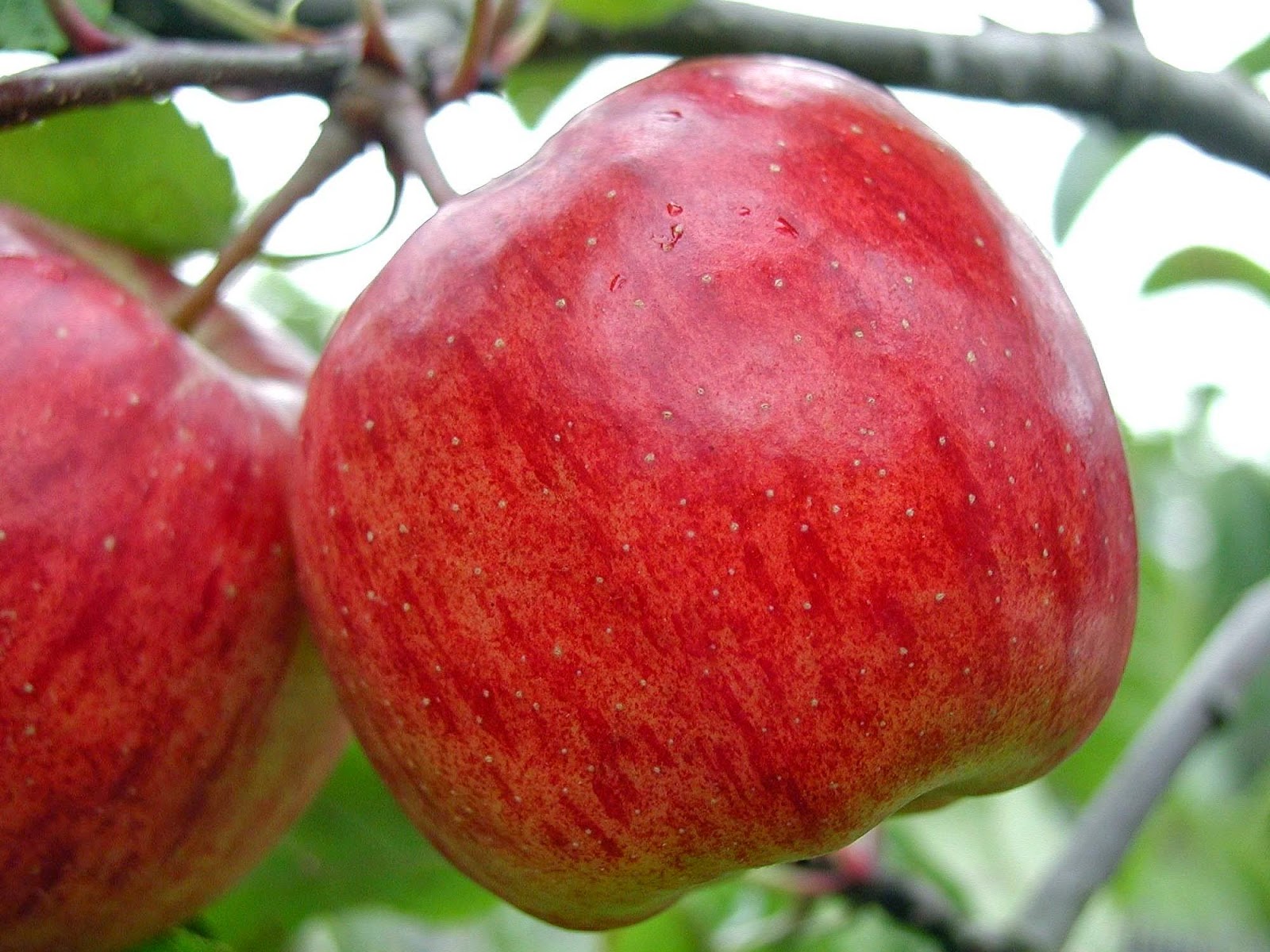 Benefits of Apple for Your Health and Skin