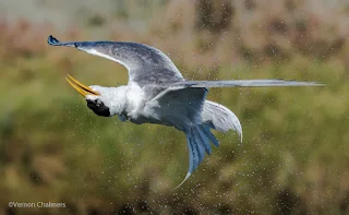 Swift Tern -  Woodbridge Island Cape Town