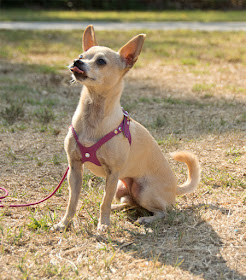 Soft leather body harness that stays in place.