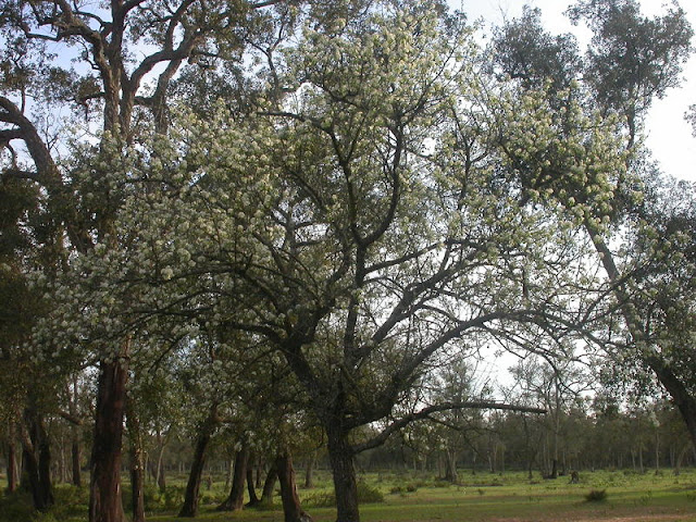 Груша маморская (Pyrus mamorensis)