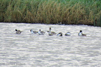 Northern Pintails – James Campbell National Wildlife Refuge, Oahu, HI – © Denise Motard